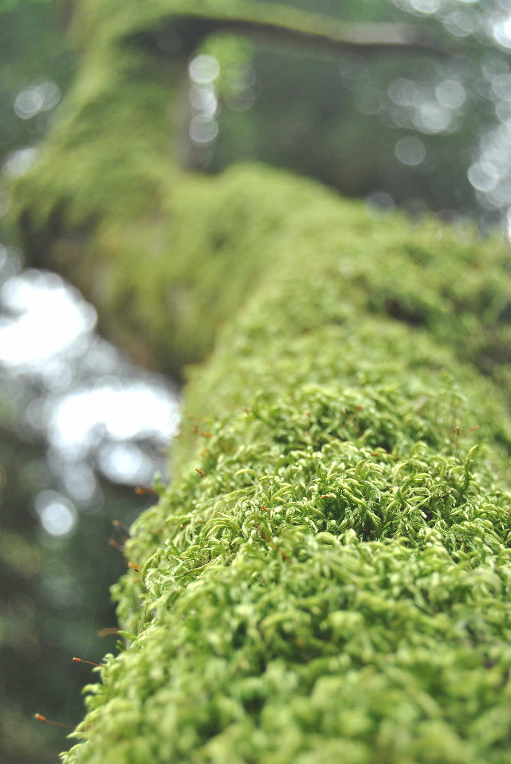 natur